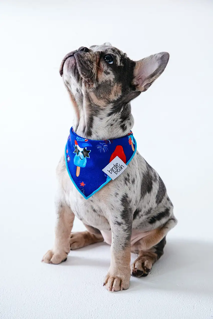Knox Pet Bandana