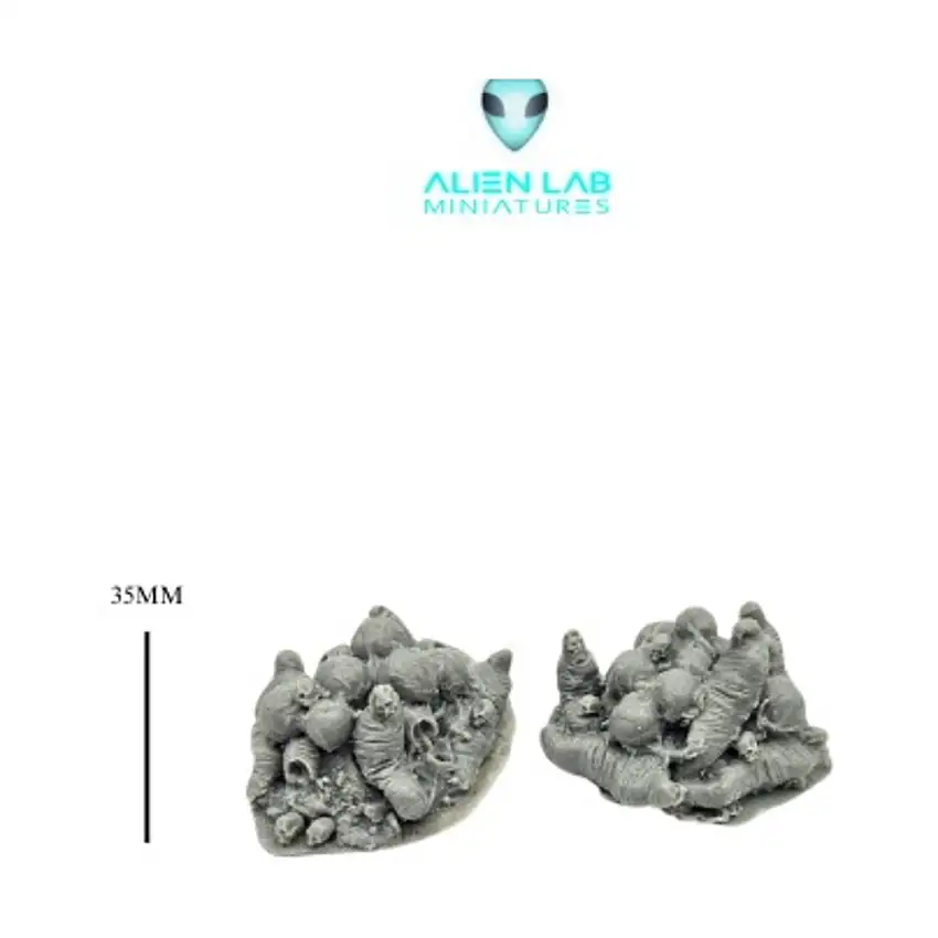 Spider Eggs and Cocoon