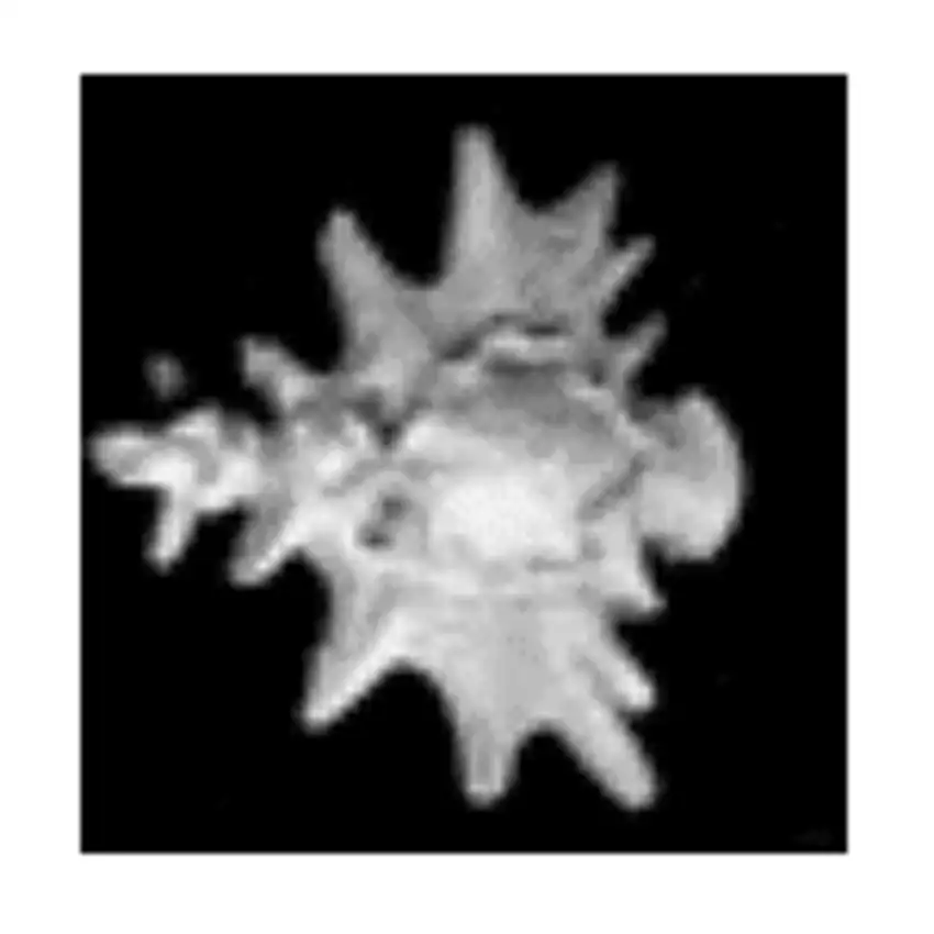 Shaggi, Snapping Turtle